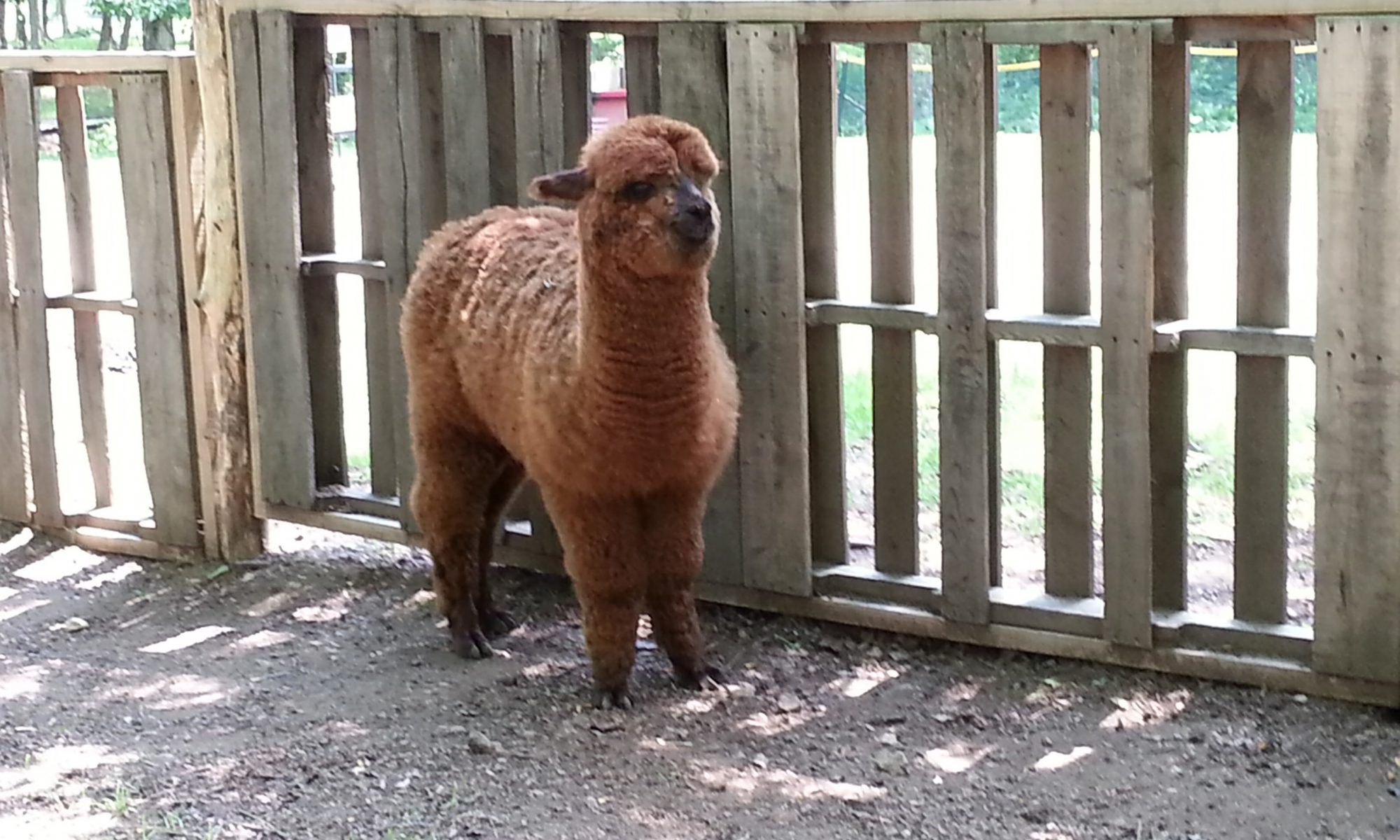 alpaca yearling barnyard