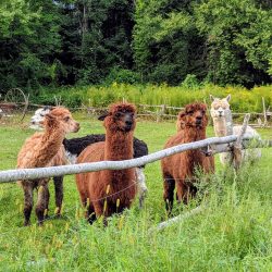 alpacas front field fence