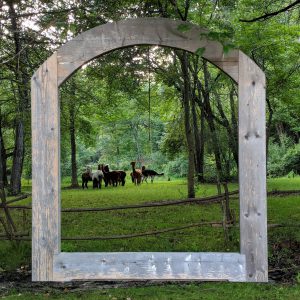 alpacas grazing framed