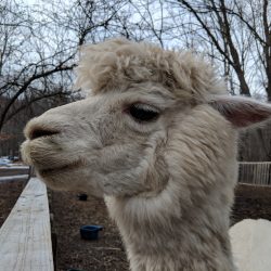 Clover Barnyard
