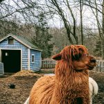 Zeva barnyard winter