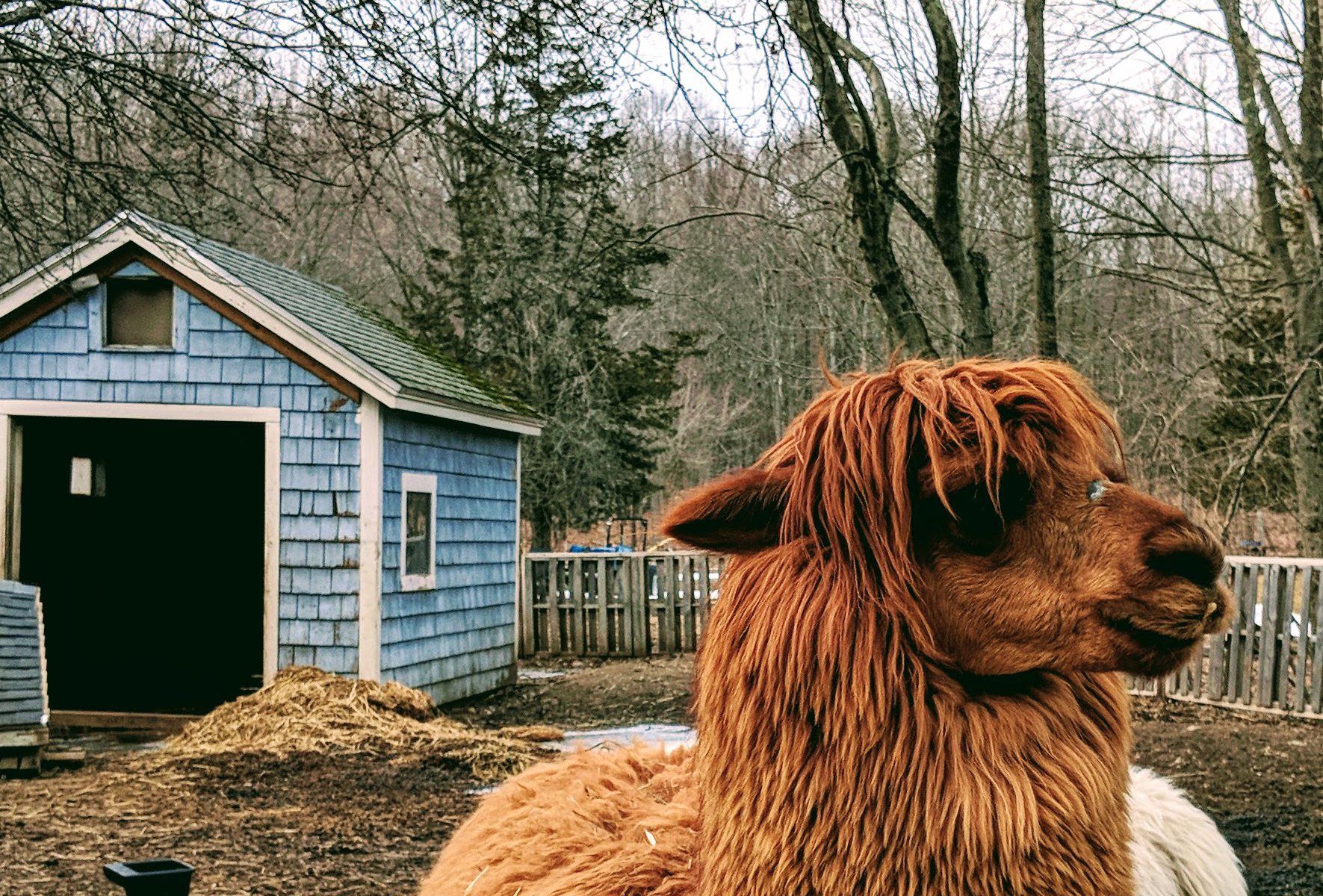 Zeva barnyard winter